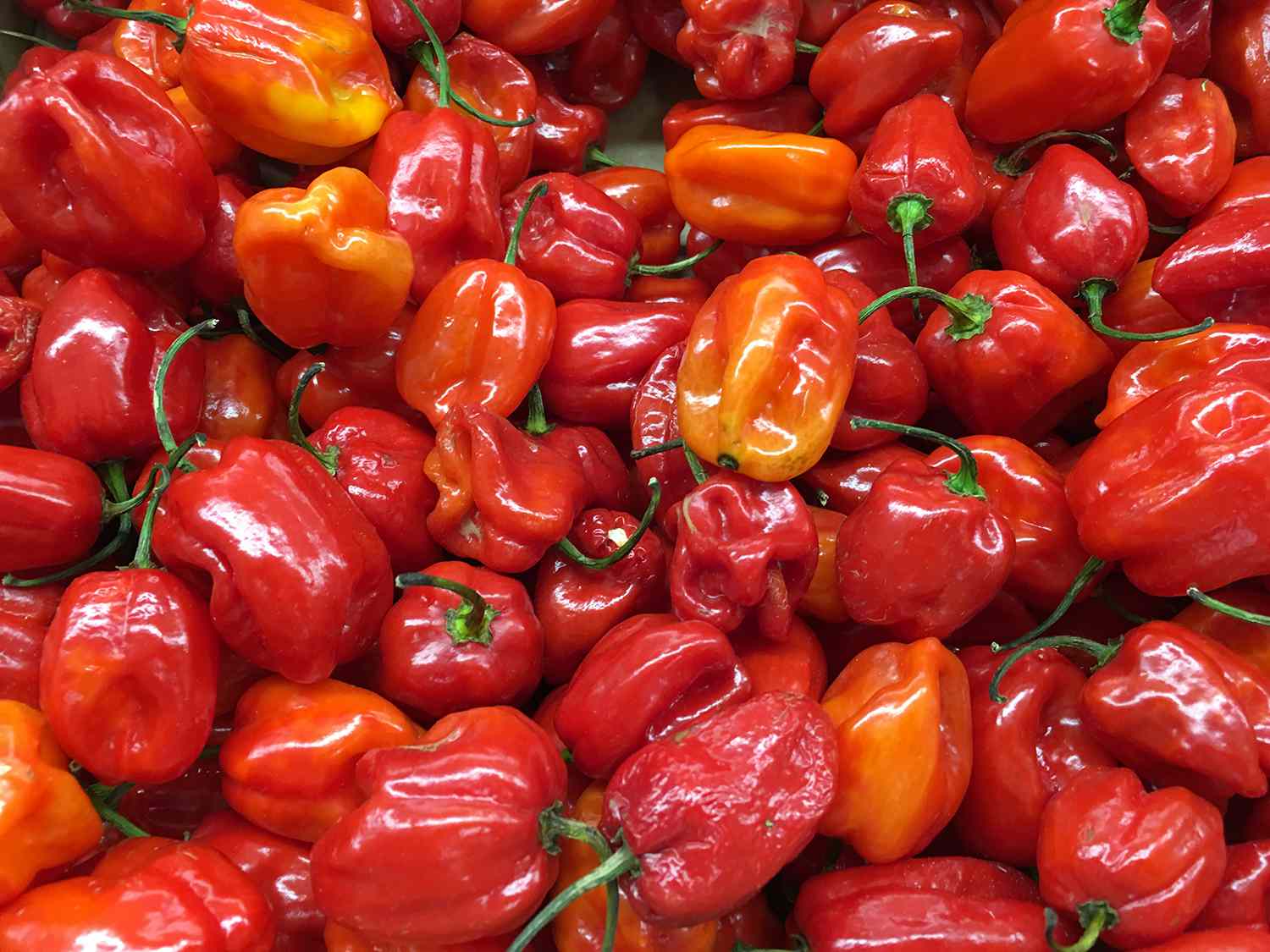 HABANERO