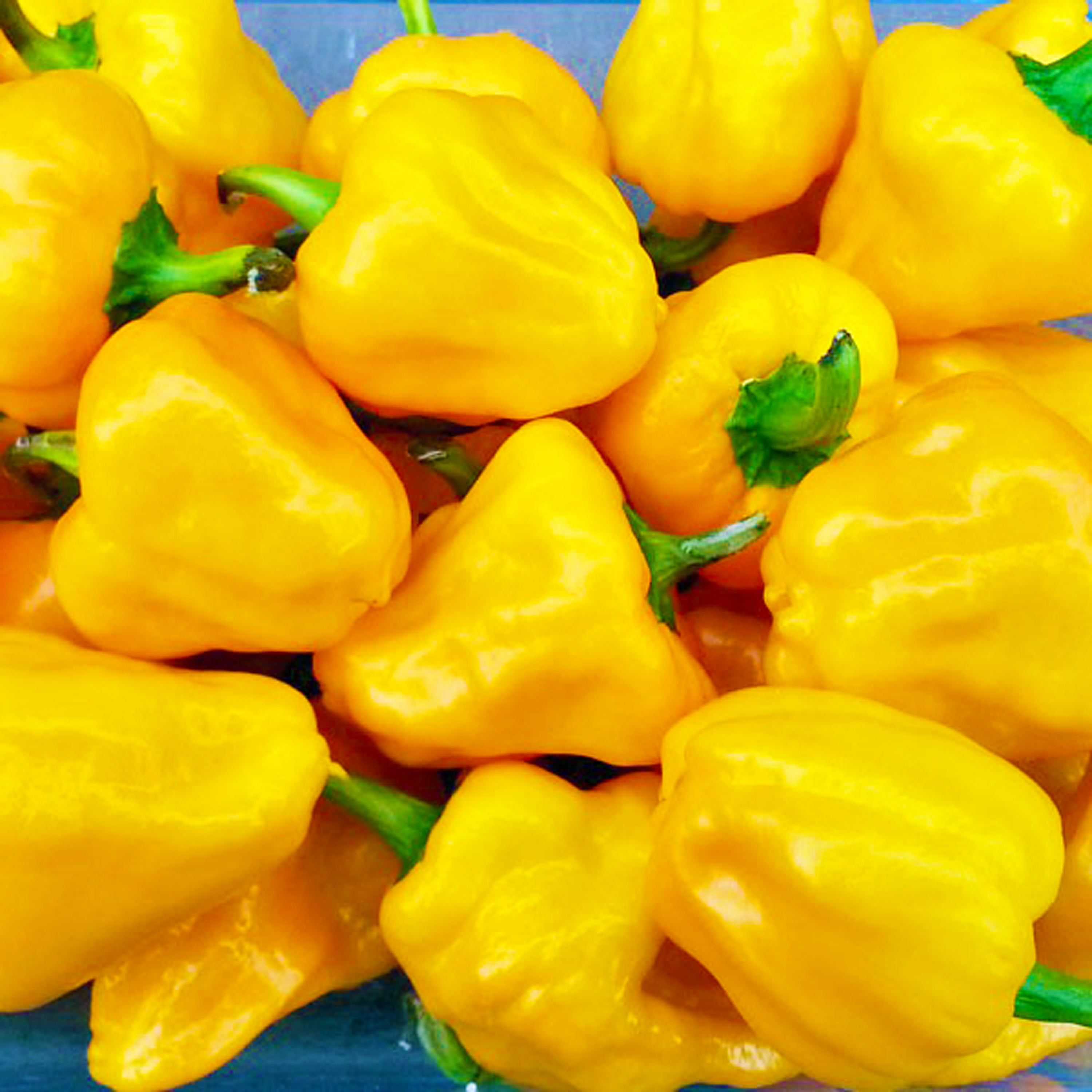 SCOTCH BONNET