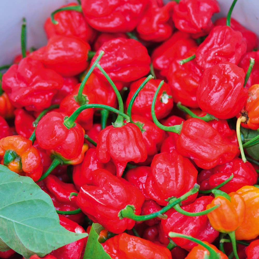 SCORPION CHILI
