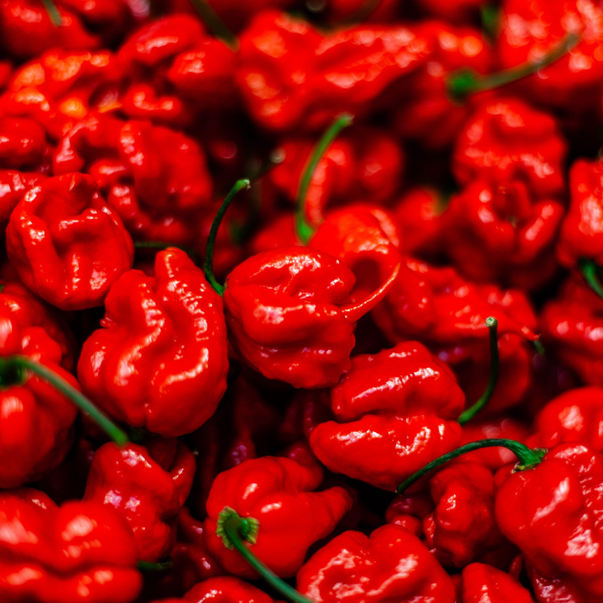 CAROLINA REAPERS